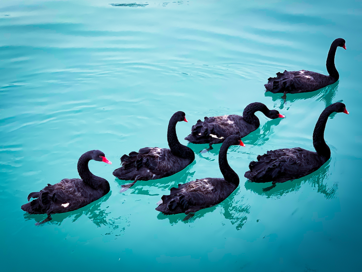 have-you-considered-black-swans-in-your-planning-roc-consult-aps